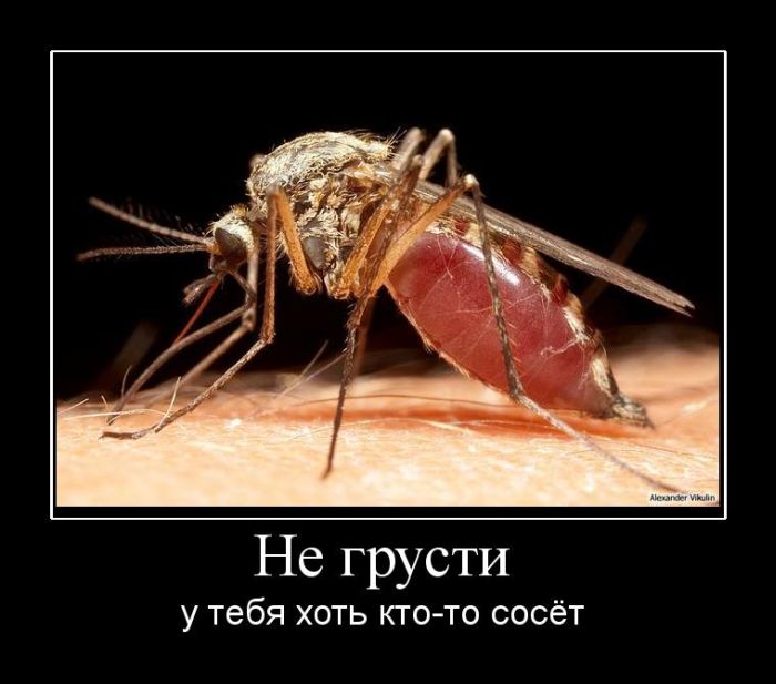 Демотиваторы (50 фото)