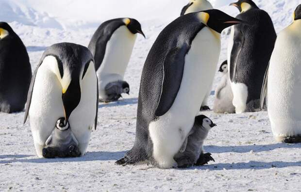 Фото Антарктиды 11 Фото National Science Foundation | Dr. Paul Ponganis