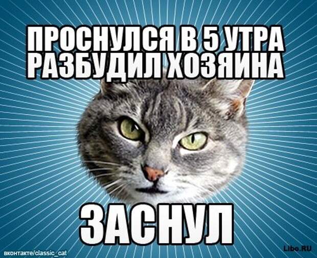 Мем: Типичный Кот