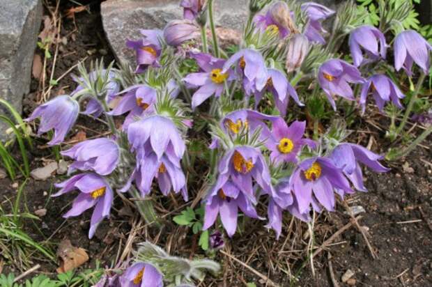 Прострел сомнительный (Pulsatilla ambigua)