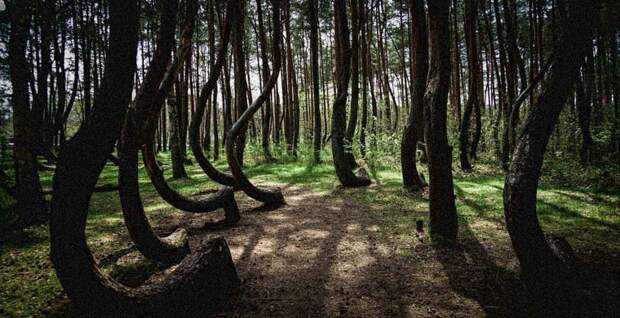 Семь самых страшных лесов планеты creepyforests01 Семь самых страшных лесов планеты