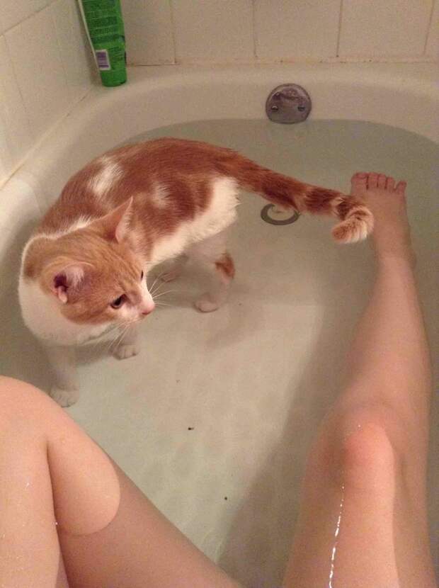 А это точно кошка? ванна, вода, домашние питомцы, животные, милота, позитив