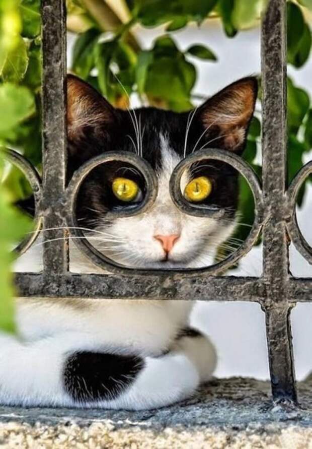 20 удачных фотографий котов, сделанных в нужный момент 