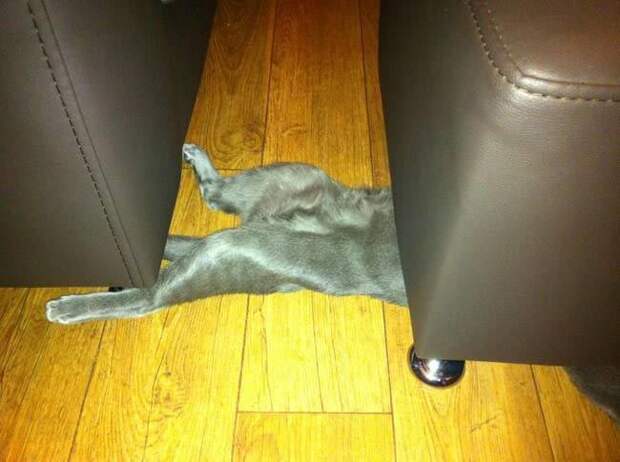 Коты и кошки, которые могут заснуть где угодно