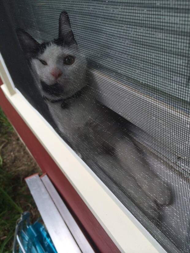 кошка на окне