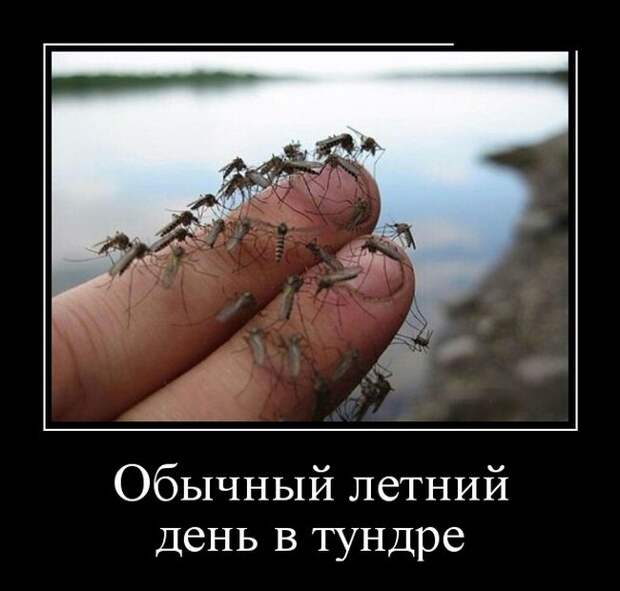 Демотиваторы (30 фото) Демотиваторы (30 фото)