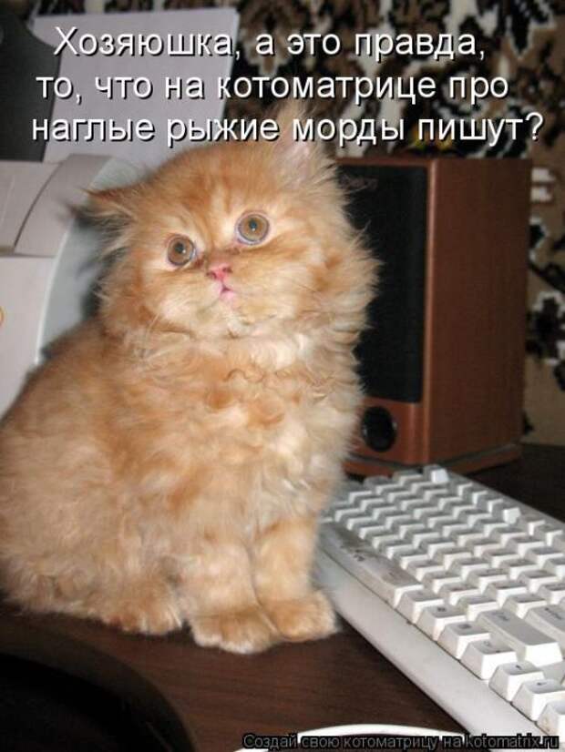 Лучшие котоматрицы недели (50 фото)