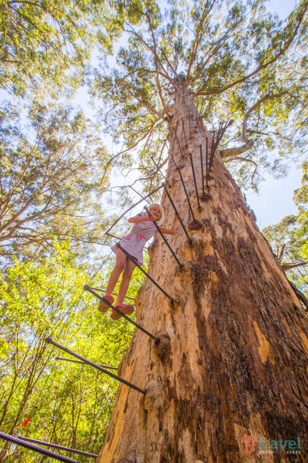 Gloucester Tree, Pemberton, Western Australia