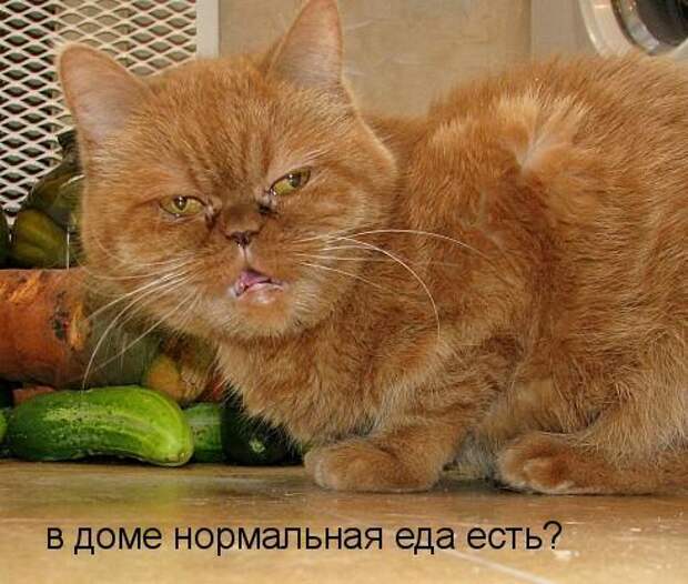 Кото матрица 7