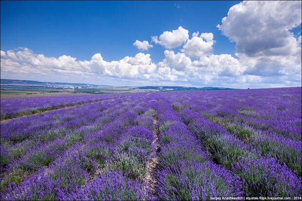 Lavenderfields03 Крымский Прованс. Лавандовые поля в Крыму