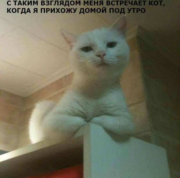 438562_original (600x595, 249Kb)