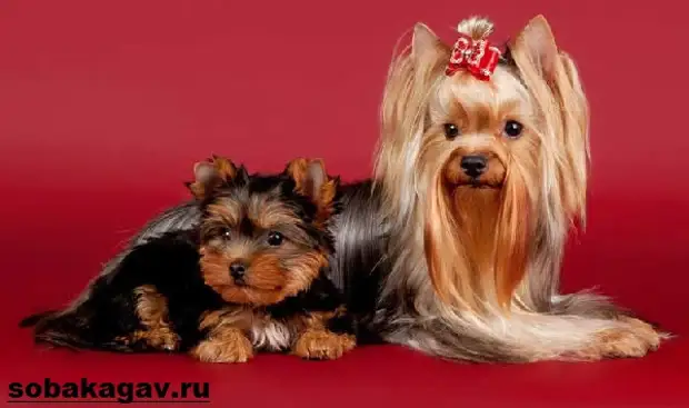 Йоркширский терьер собака. Описание, особенности, уход и цена йоркширского терьера