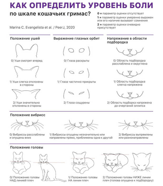 Наташа, мы все уронили: как понять, что говорит ваша кошка