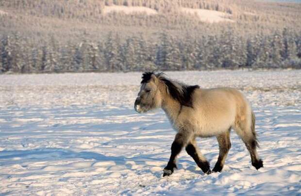 Якутская лошадь: характеристики, разведение и необходимый рацион питания