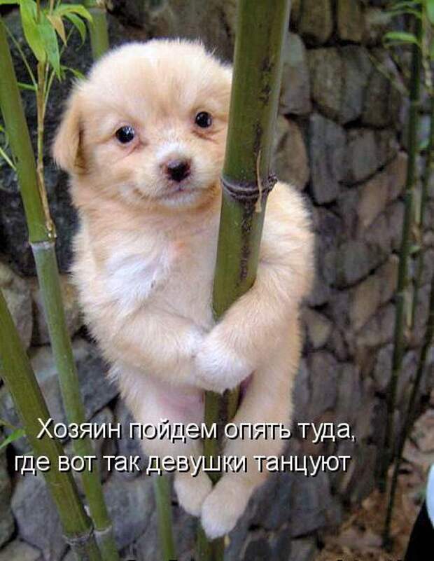 Кото матрица 7