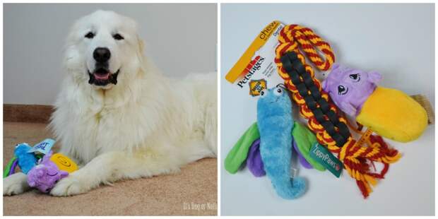 Want to spoil your dog with the monthly subscription, PetBox? Use code "DOGORNOTHING" at check out!