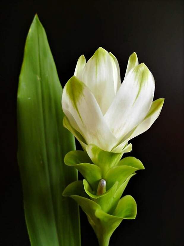 Curcuma_ot_DSCN1758-1 (2)