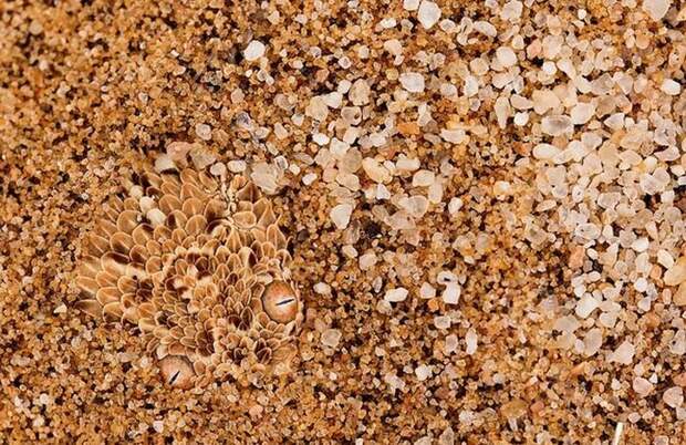 Прикольные картинки. Вечерний выпуск (54 фото)