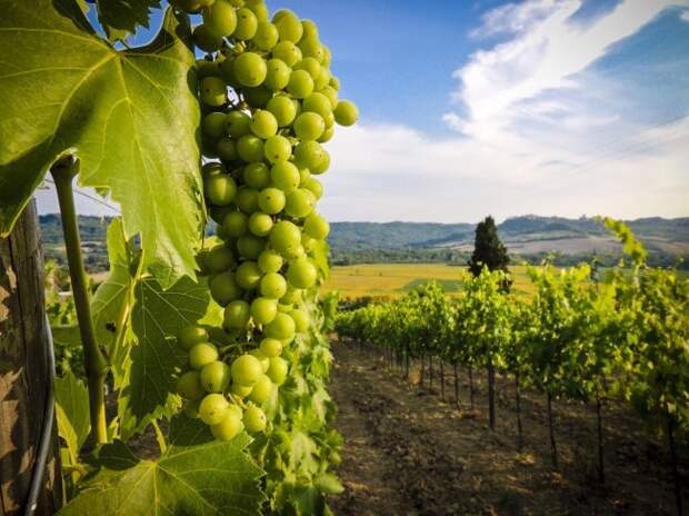 9 интересных фактов о виноделии 