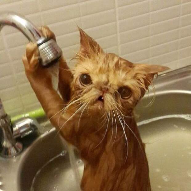 Жестокие фото котов после принятия ими водных процедур вода, животные, коты
