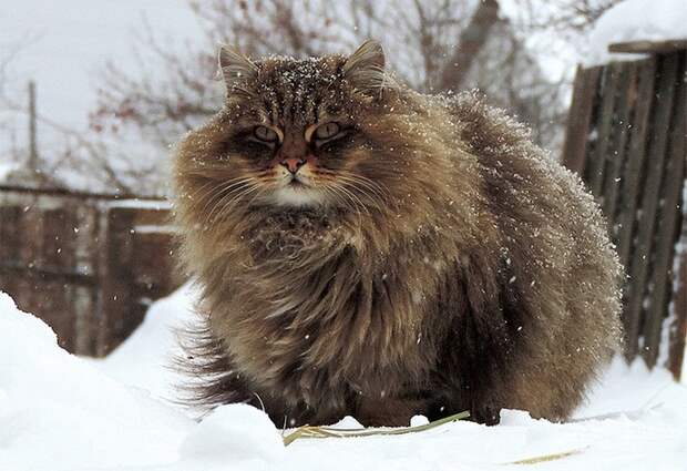 Siberian-Cats_photo-Alla-Lebedeva101