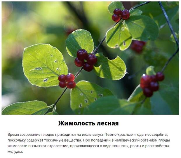 Эти дары леса лучше обходить стороной (11 фото)
