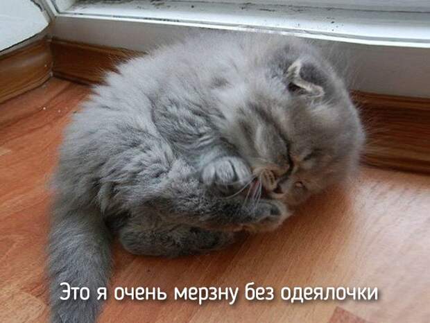 20 животных, которые ведут себя совсем как я животные, позитив