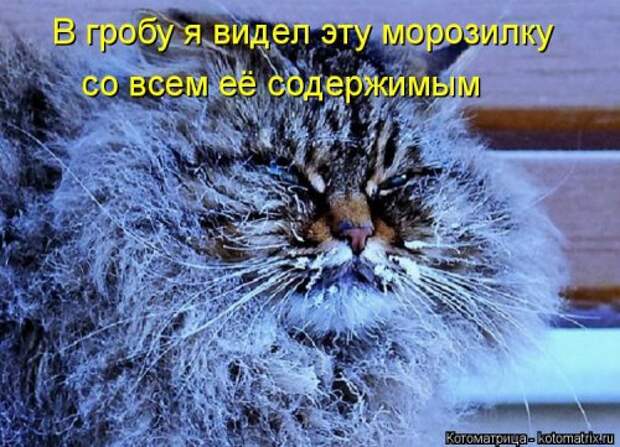 Свежая котоматрица на Бугаге (25 фото)