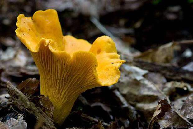 Лисичка обыкновенная (Cantharellus cibarius), фото грибы фотография