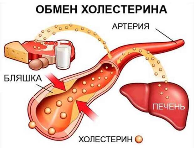 Важные факты о холестерине, о которых мало кто знает Важные факты о холестерине, о которых мало кто знает
