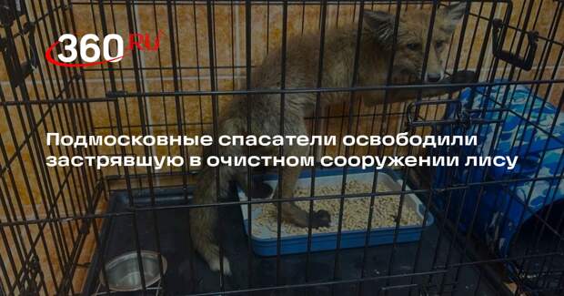 Подмосковные спасатели освободили застрявшую в очистном сооружении лису