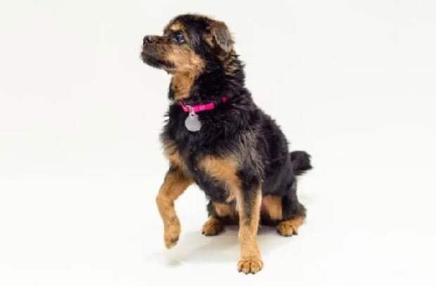 взять взрослую собаку вместо щенка, взрослые собаки против щенков