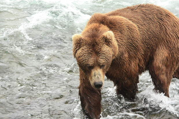 Бурый медведь. Фото © Hem Tripathi / Flickr.com