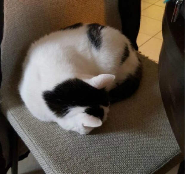 Двухсторонняя кошка. Двухсторонняя кошка.