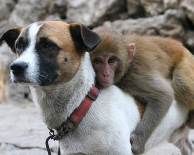 16_animal_friendships_1