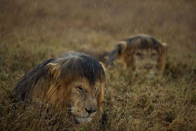 Лучшие фотографии Wildlife Photographer 2013 Лучшие фотографии Wildlife Photographer 2013