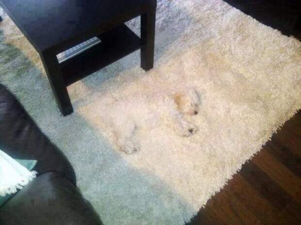 Собаки, которые думают, что хорошо спрятались