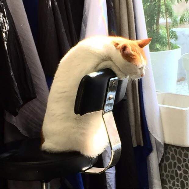 25 кошек, которые спят где угодно