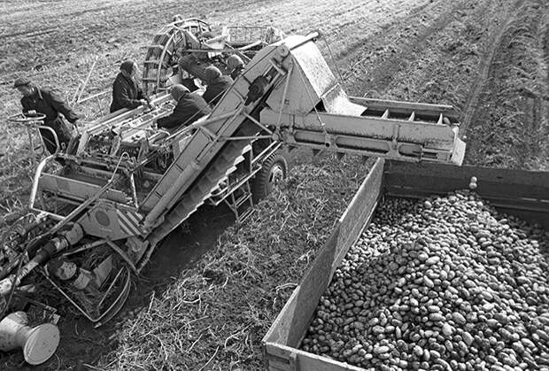 Уборка картофеля на осушенных землях совхоза «Малеч». Полесье, Белорусская ССР
