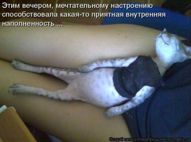 Котоматрица новые за неделю.