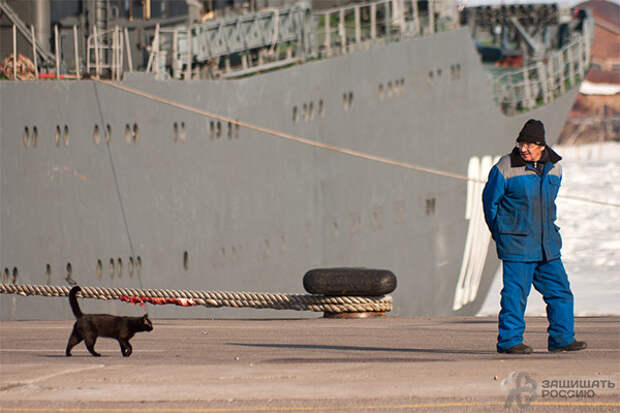 Корабельные коты: суровые и пушистые корабли, коты, кошки, флот
