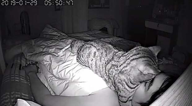 Хозяин снял на скрытую камеру, что делает его кошка ночью
