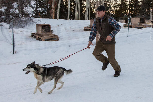Ездовые собаки на горнолыжном курорте Aspen Snowmass