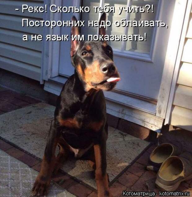 Котоматрицы (картинки с надписями)
