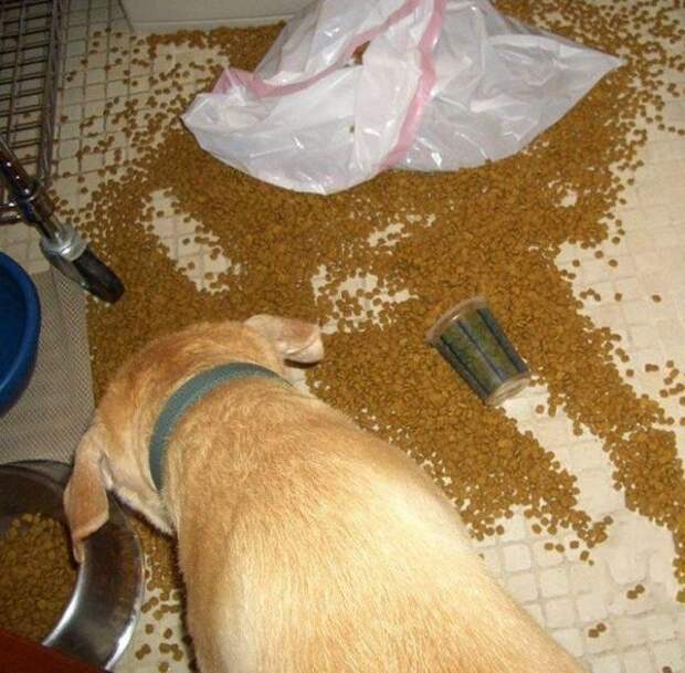 Звериный бардак Звериный бардак