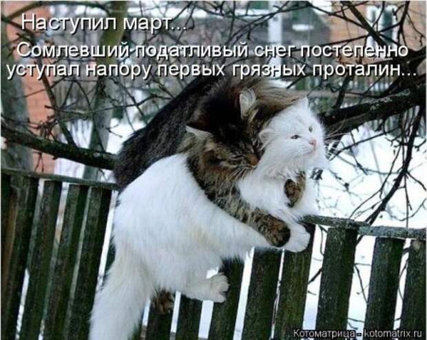 Новая котоматрица (30 фото)