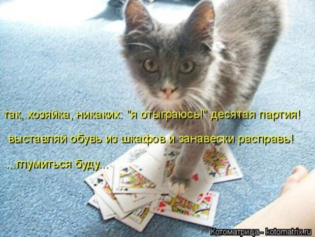Новая котоматрица (32 фото)