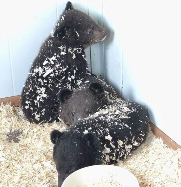Сразу четверых медвежат выхаживают в Приморье