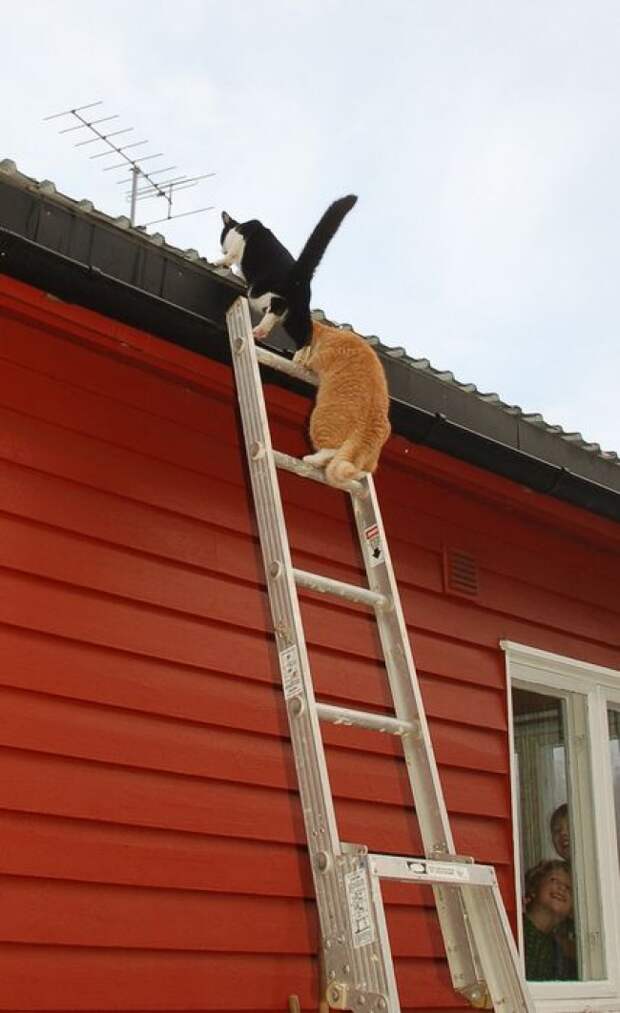 Коты, что парят, словно птицы Коты, что парят, словно птицы