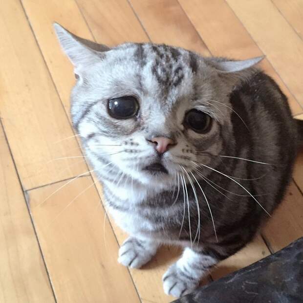 самый печальный котик в интернете 